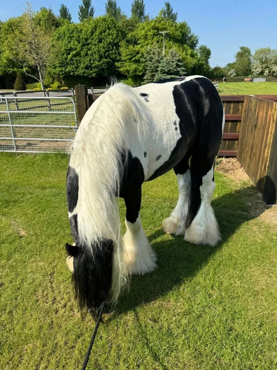 Traditional Irish cob stallion - Image 2