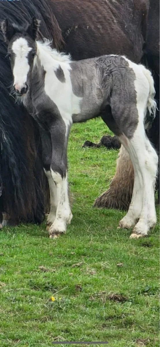 Traditional Irish cob stallion - Image 3