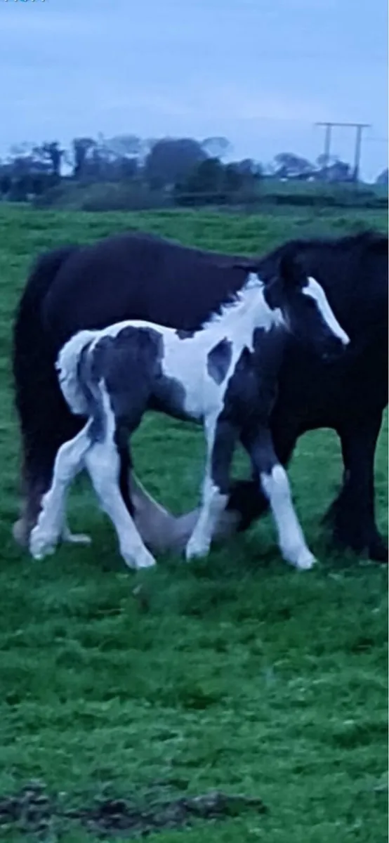 Traditional Irish cob stallion - Image 4