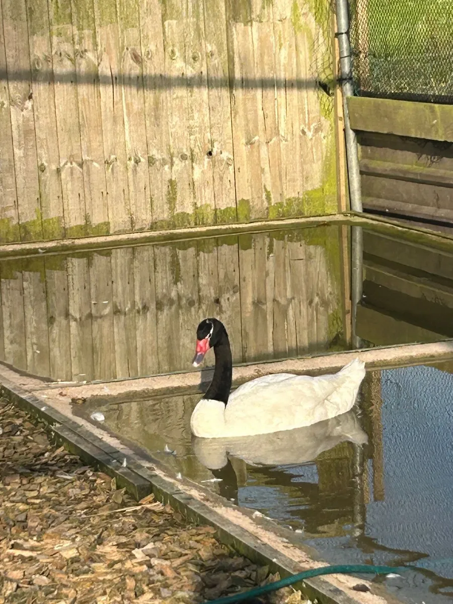 Black necked swans - Image 2