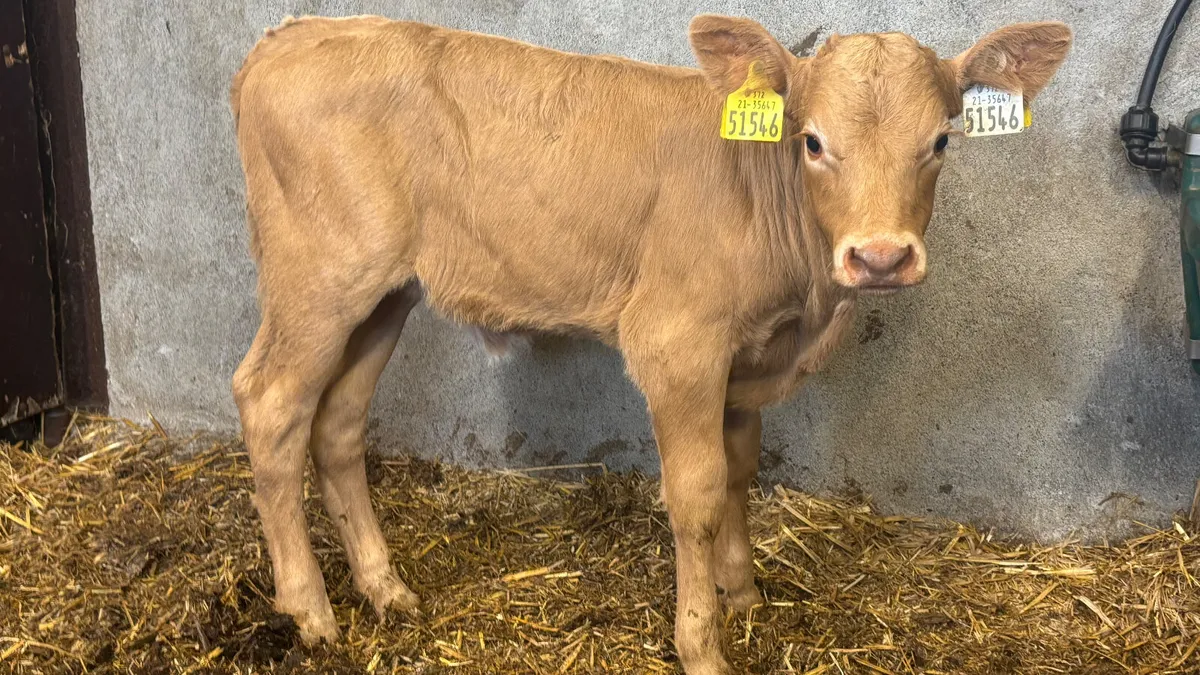 Suckler Bred Charolais Heifer Calf - Image 3