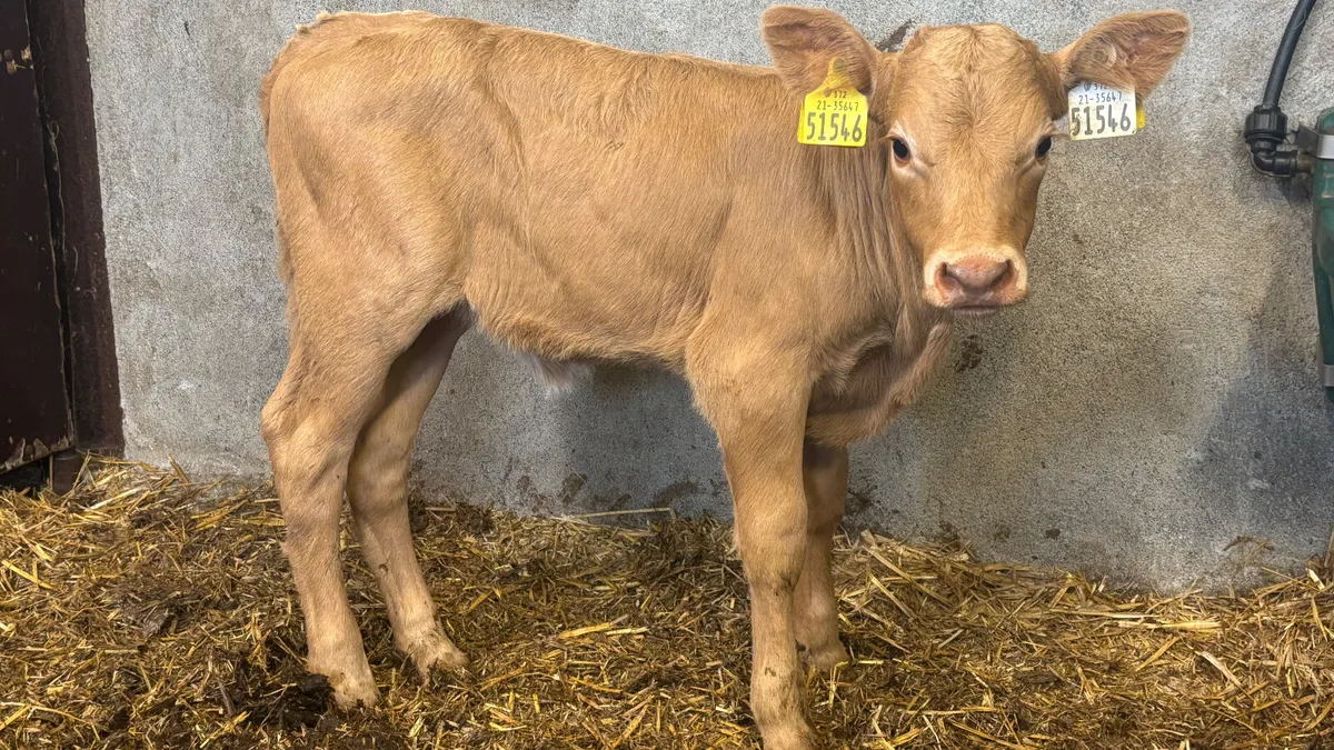 Suckler Bred Charolais Heifer Calf - Image 1