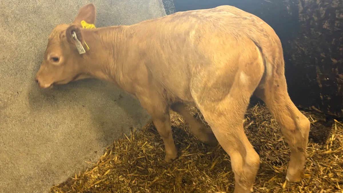 Suckler Bred Charolais Heifer Calf - Image 4
