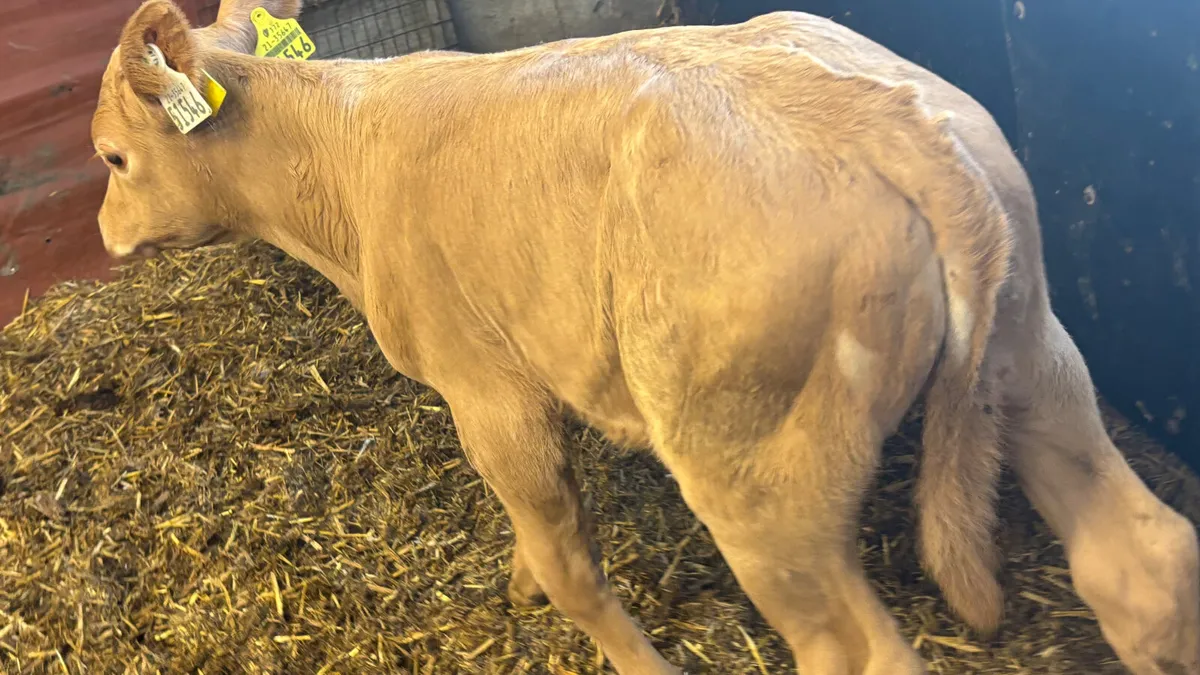 Suckler Bred Charolais Heifer Calf - Image 2