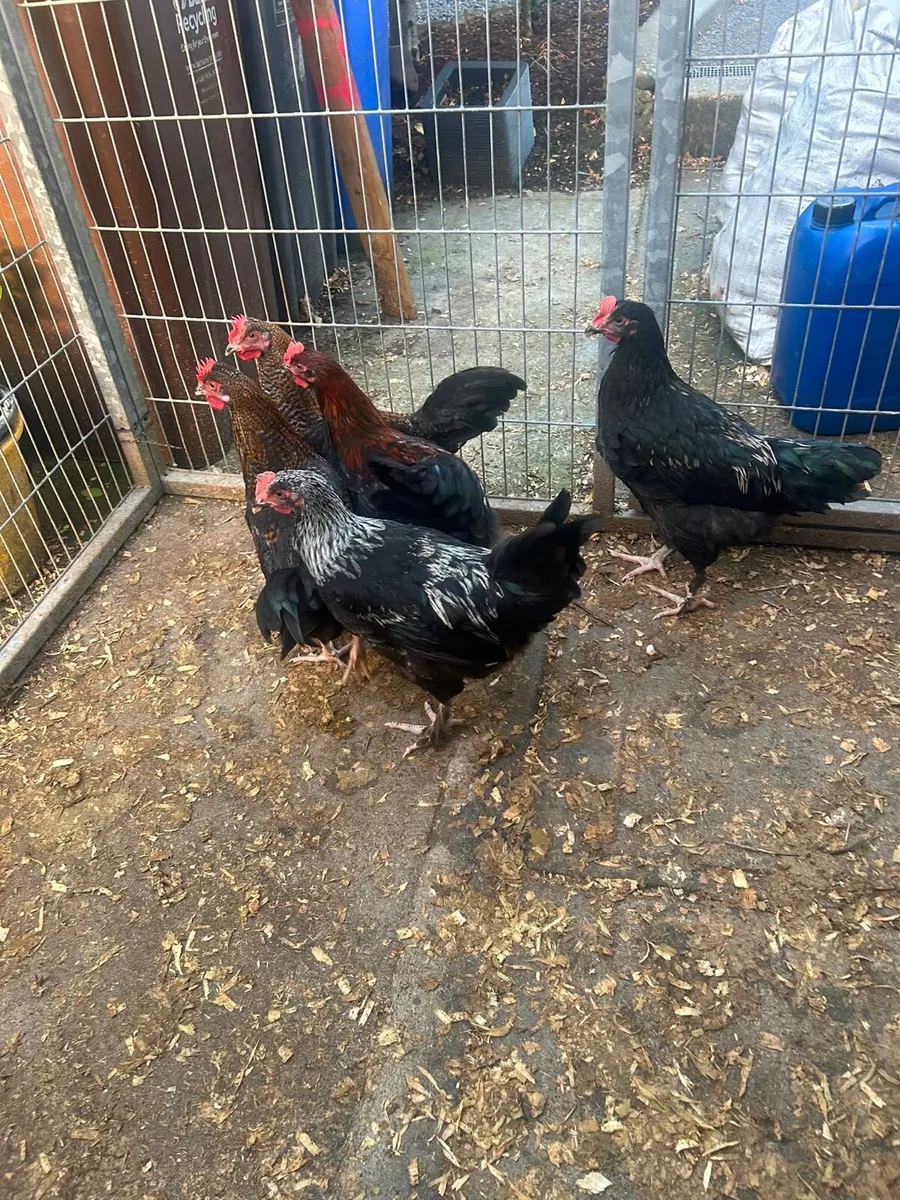 Roosters - Image 1