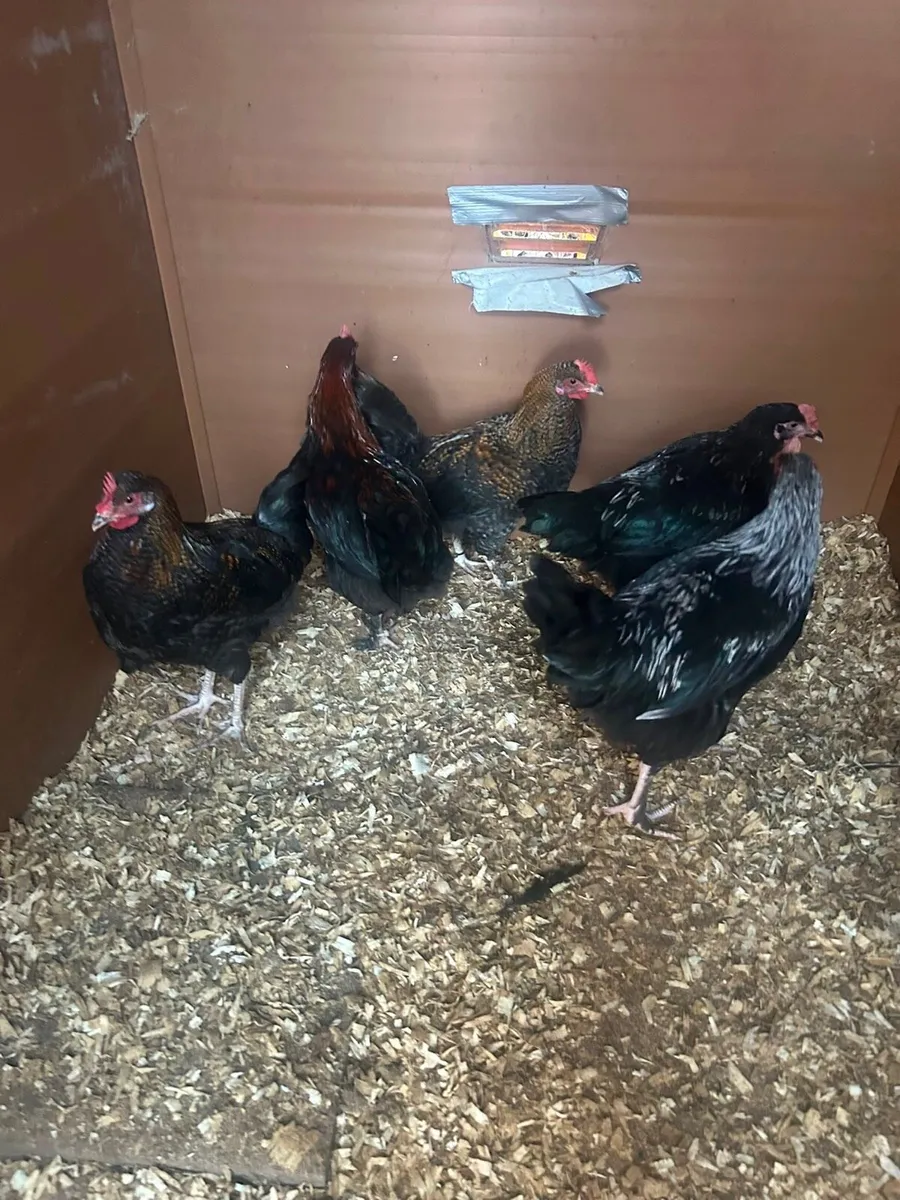 Roosters - Image 2