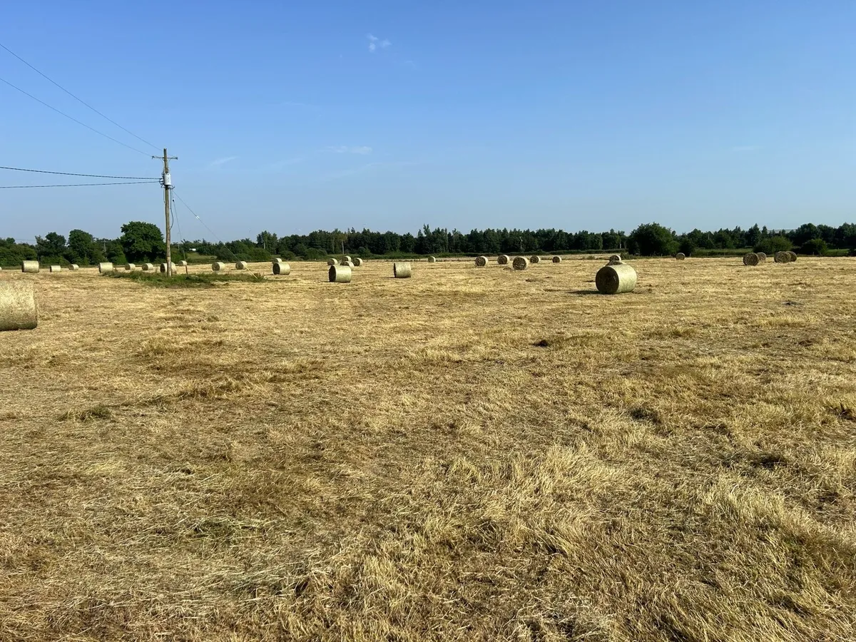 Hay - Image 2