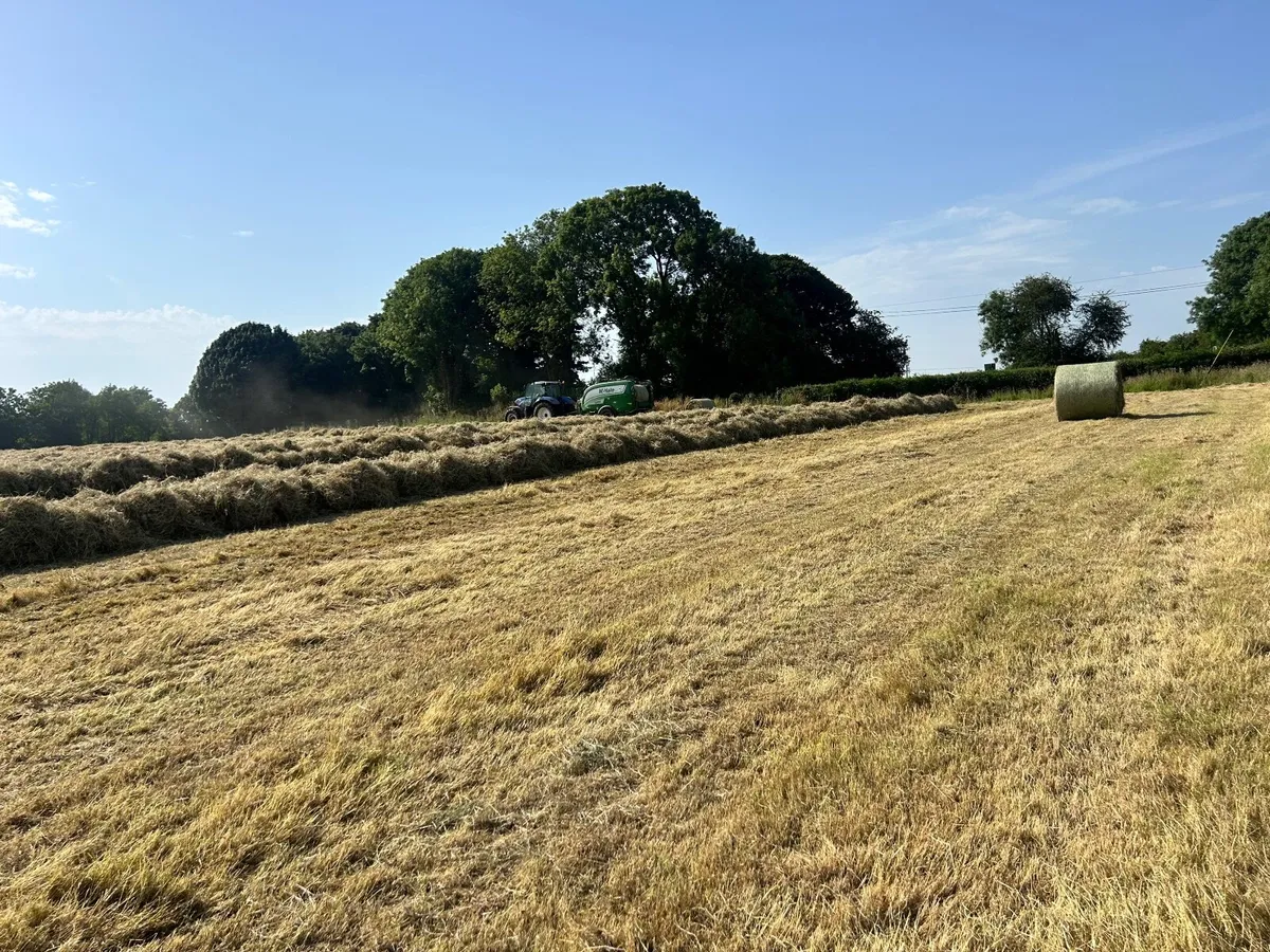 Hay - Image 3