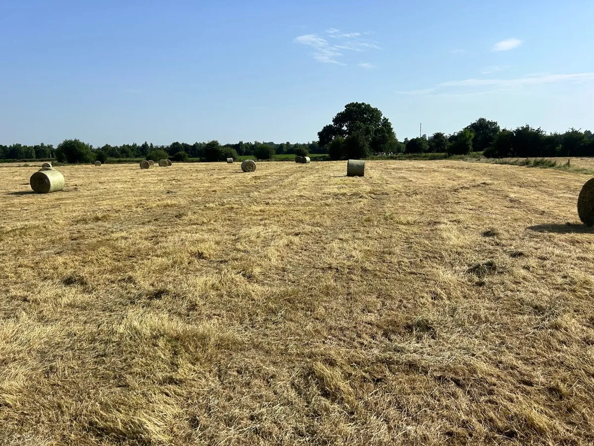 Hay - Image 4