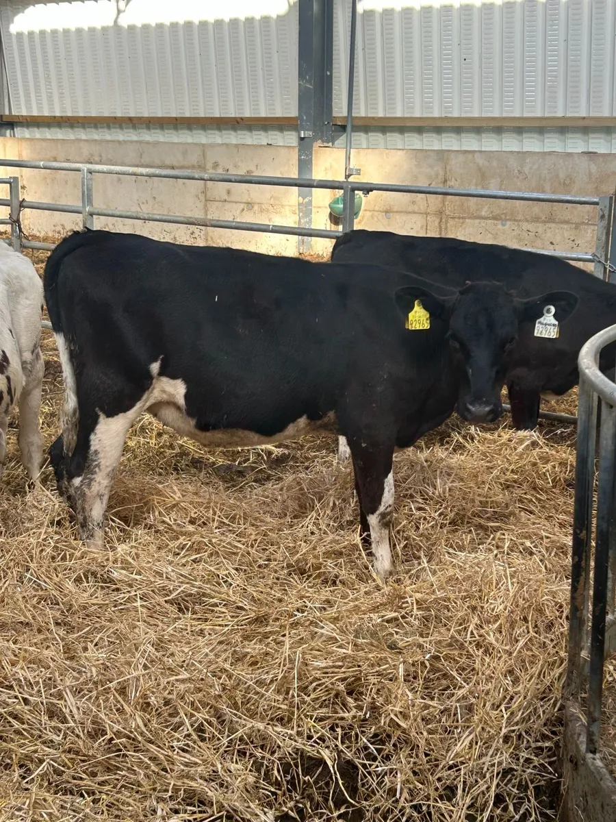 Ai bred heifer calves - Image 1