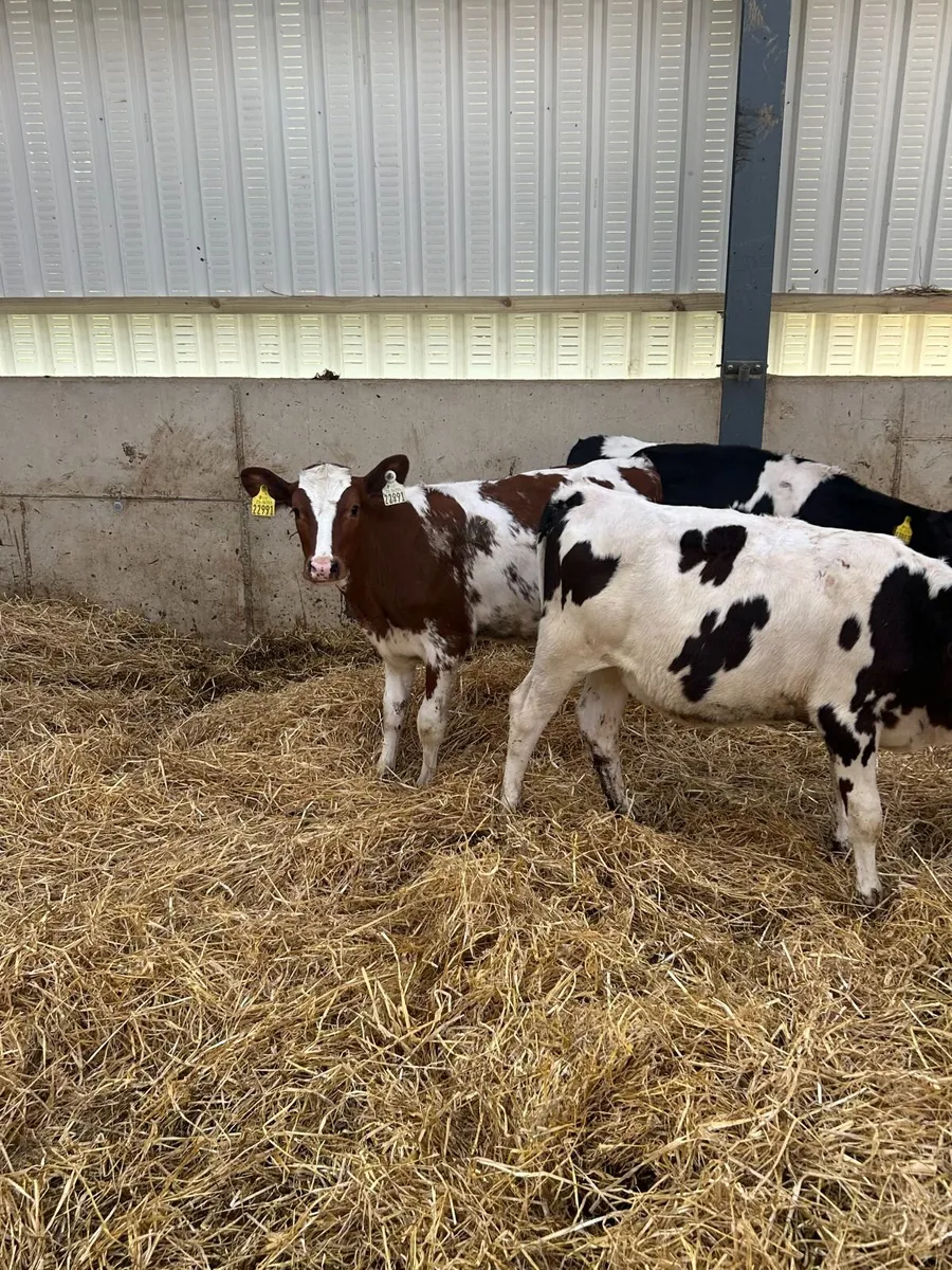 Ai bred heifer calves - Image 4