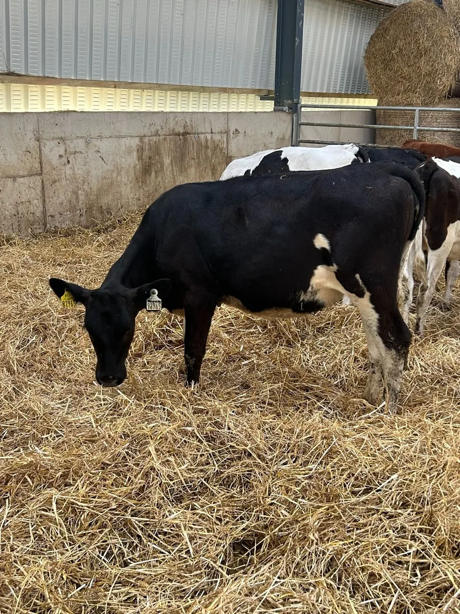Ai bred heifer calves - Image 2