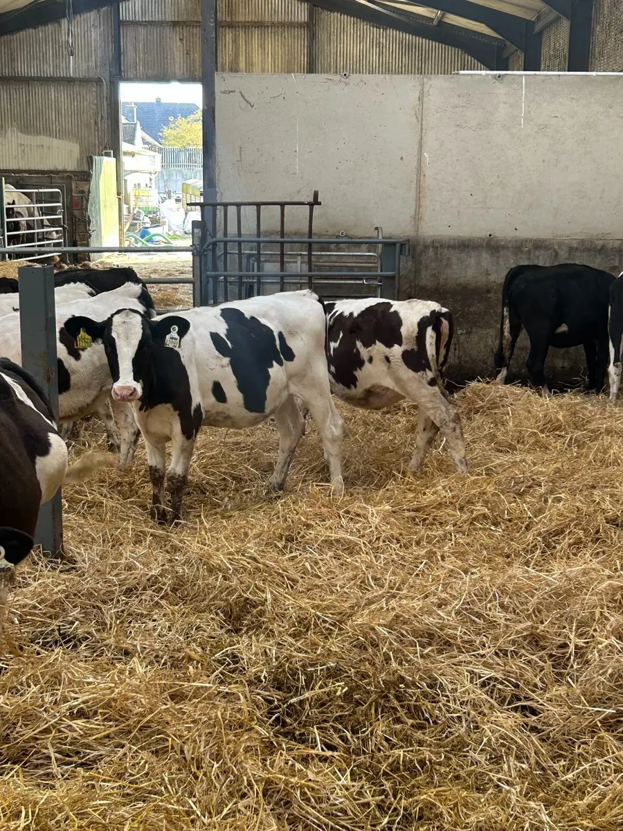 Ai bred heifer calves - Image 3