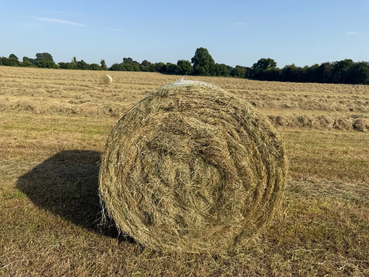 Hay - Image 1