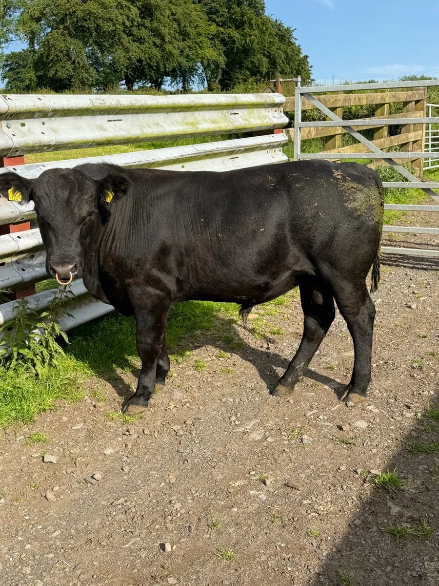 Aberdeen Angus Bull - Image 1
