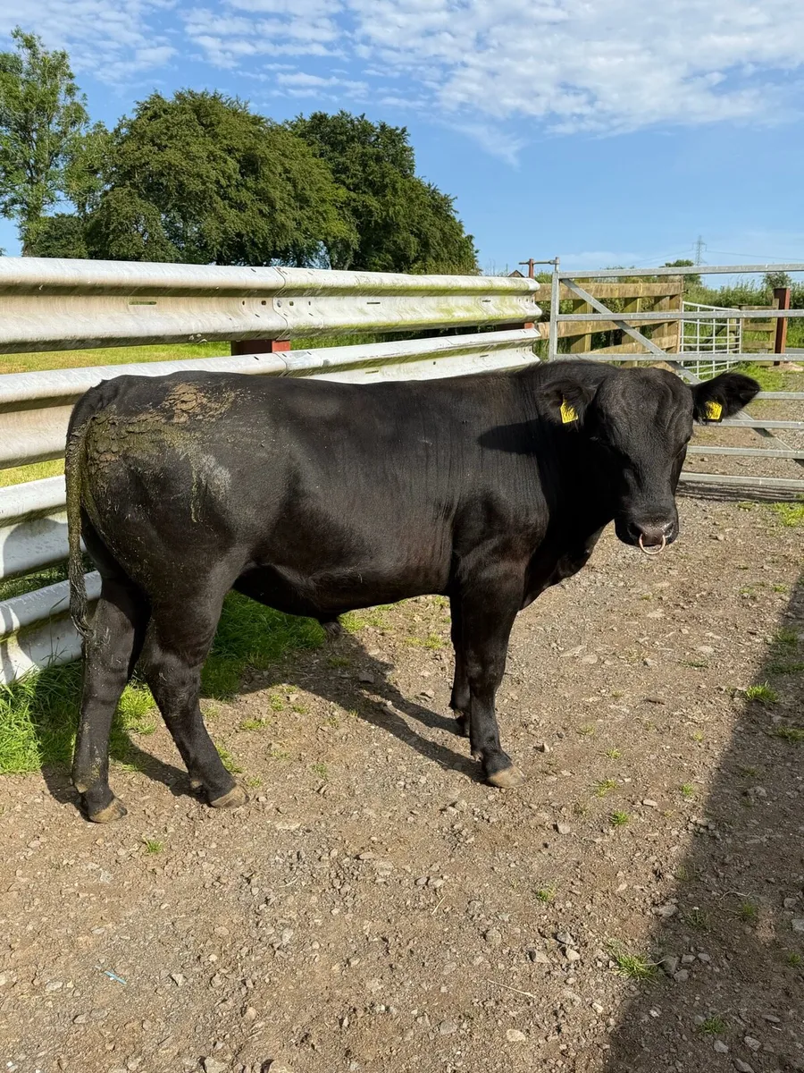 Aberdeen Angus Bull - Image 2
