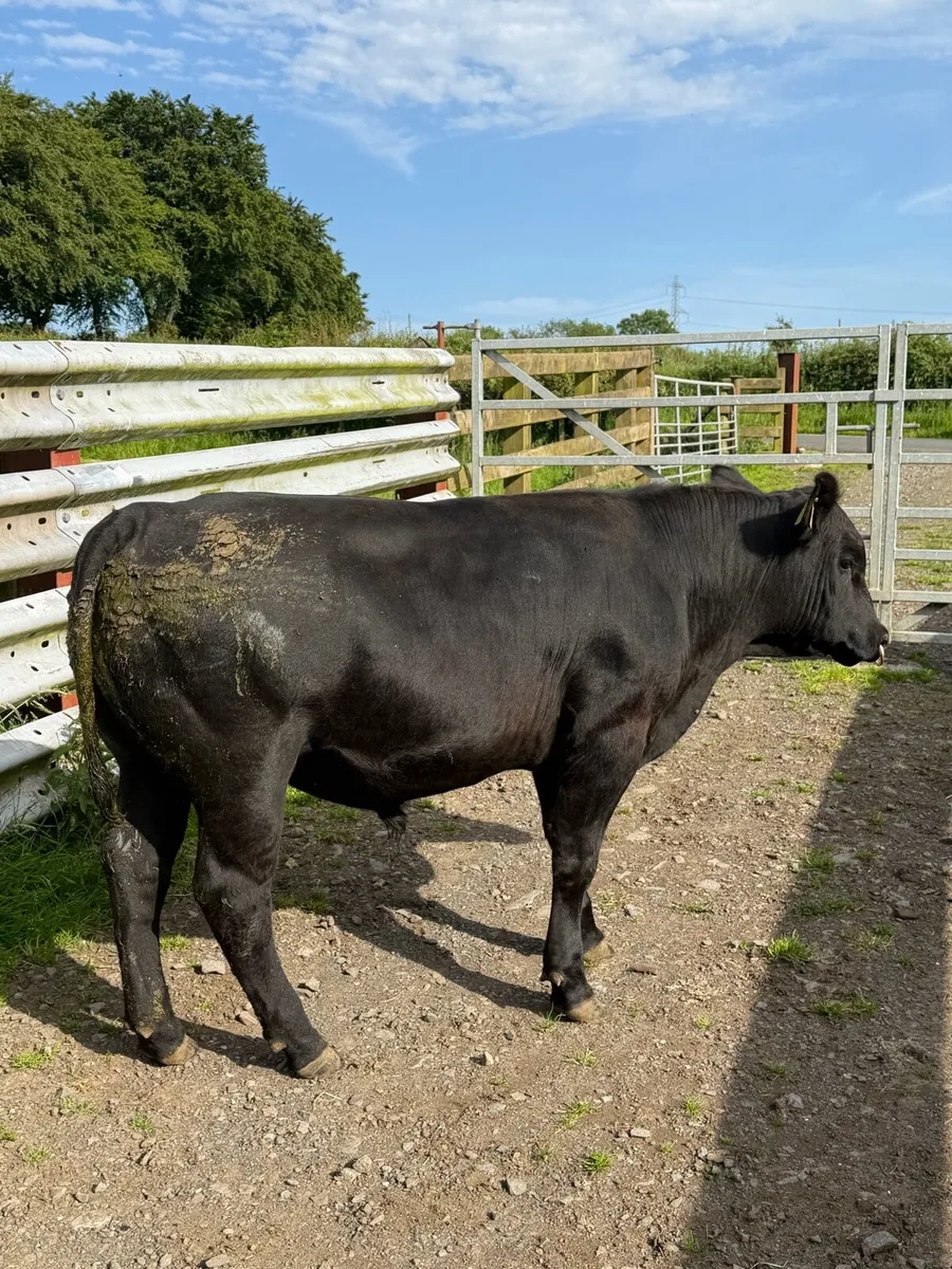 Aberdeen Angus Bull - Image 3