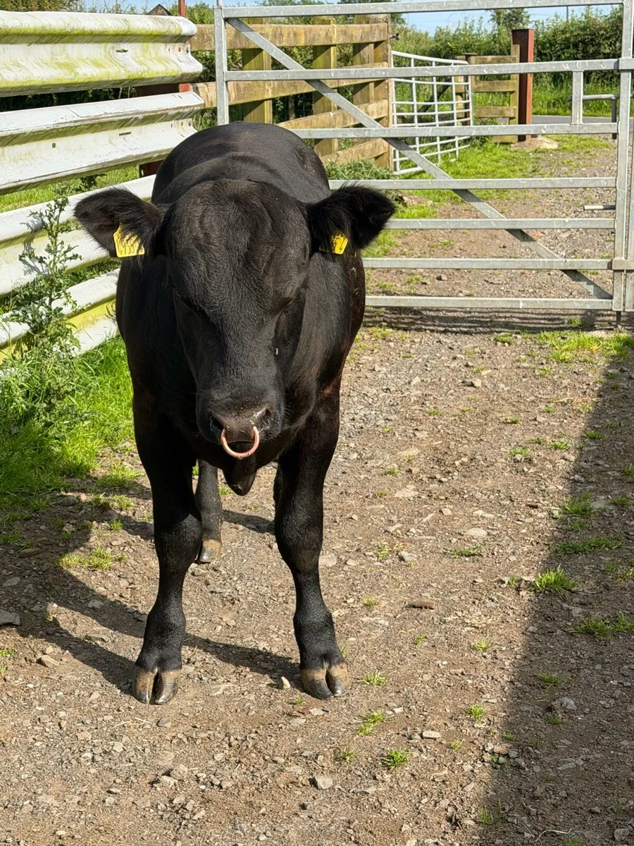 Aberdeen Angus Bull - Image 4