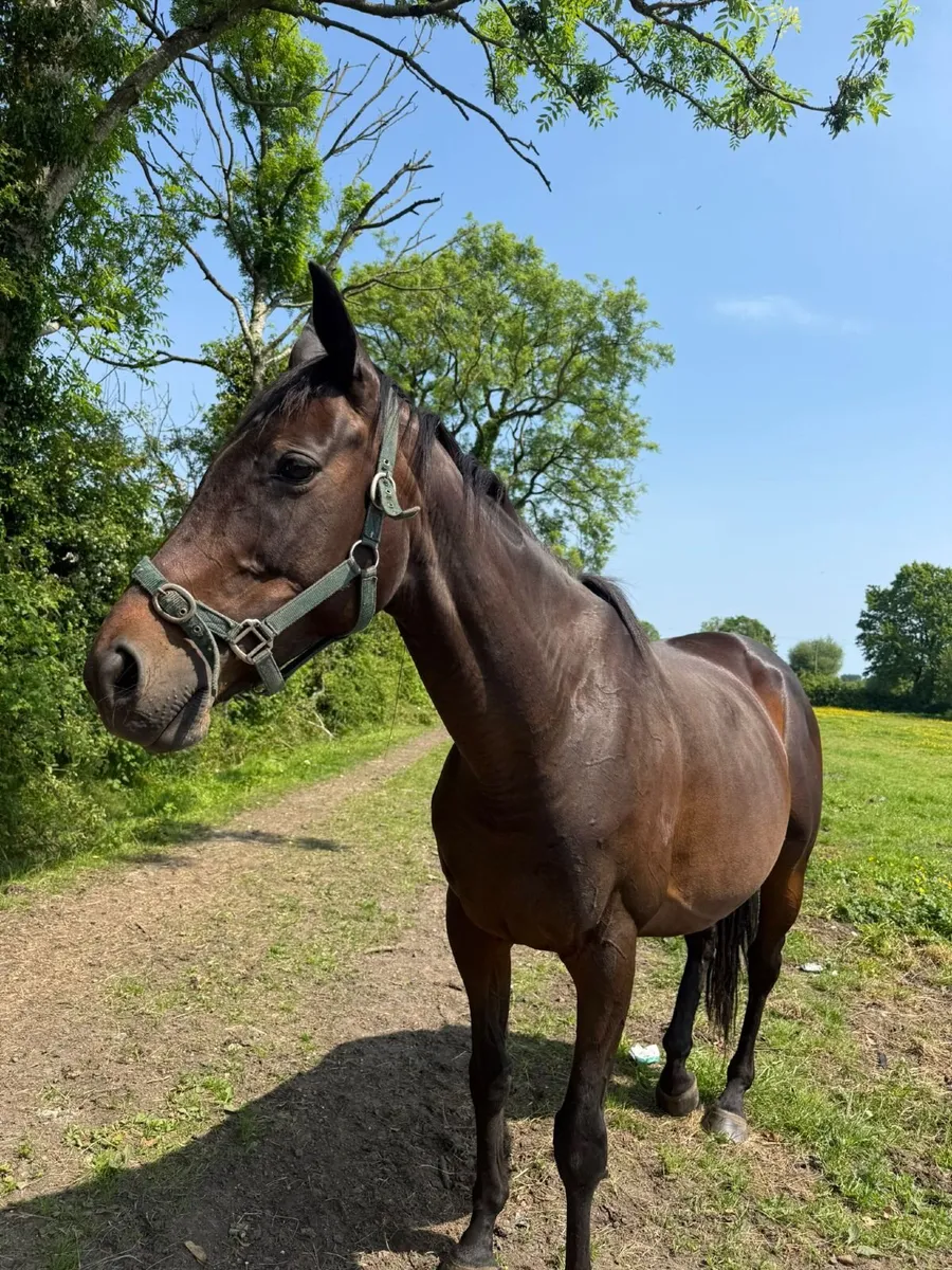 TB brood mare - Image 1