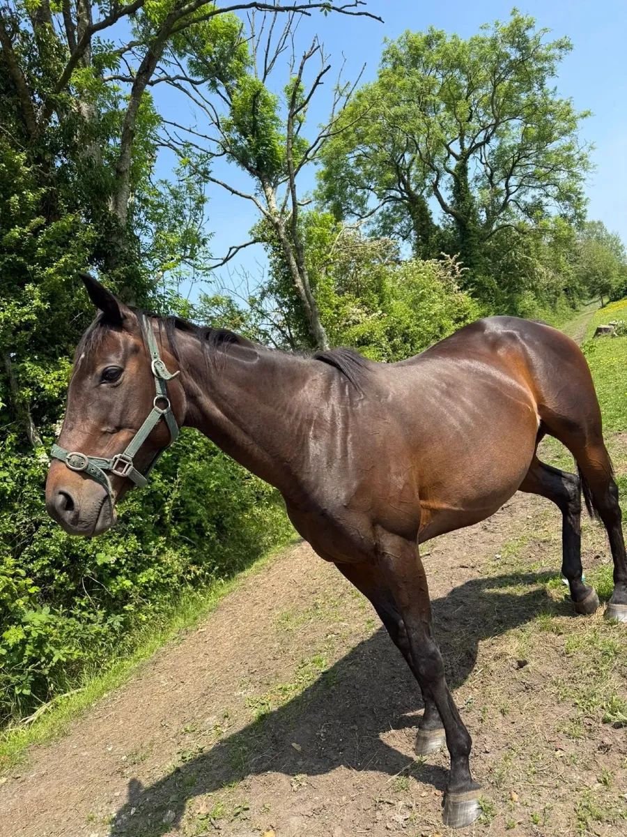 TB brood mare - Image 2