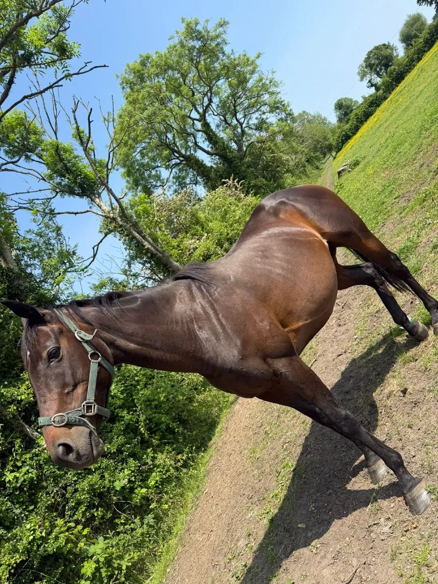 TB brood mare - Image 3