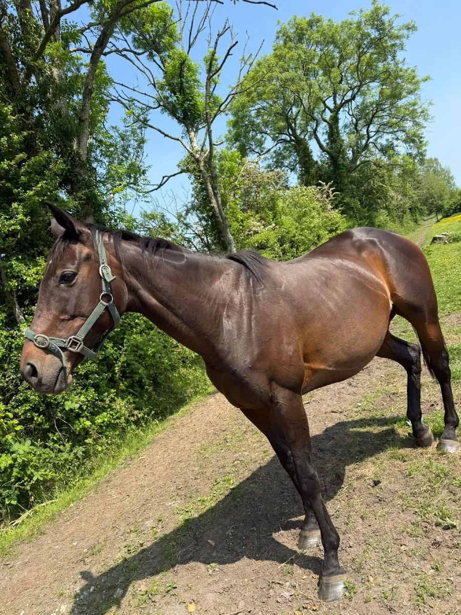 TB brood mare - Image 4