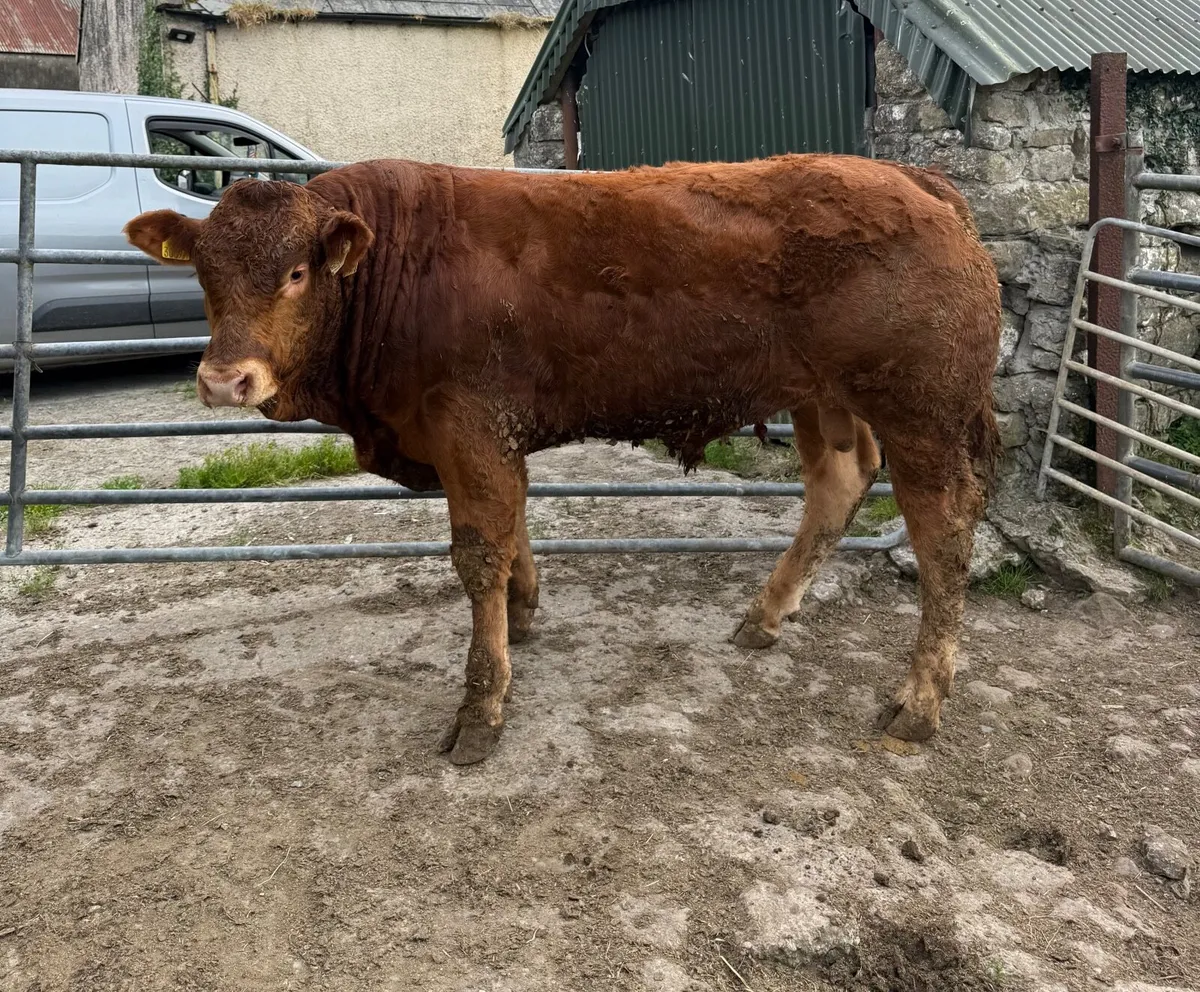 Limousin Bull for sale