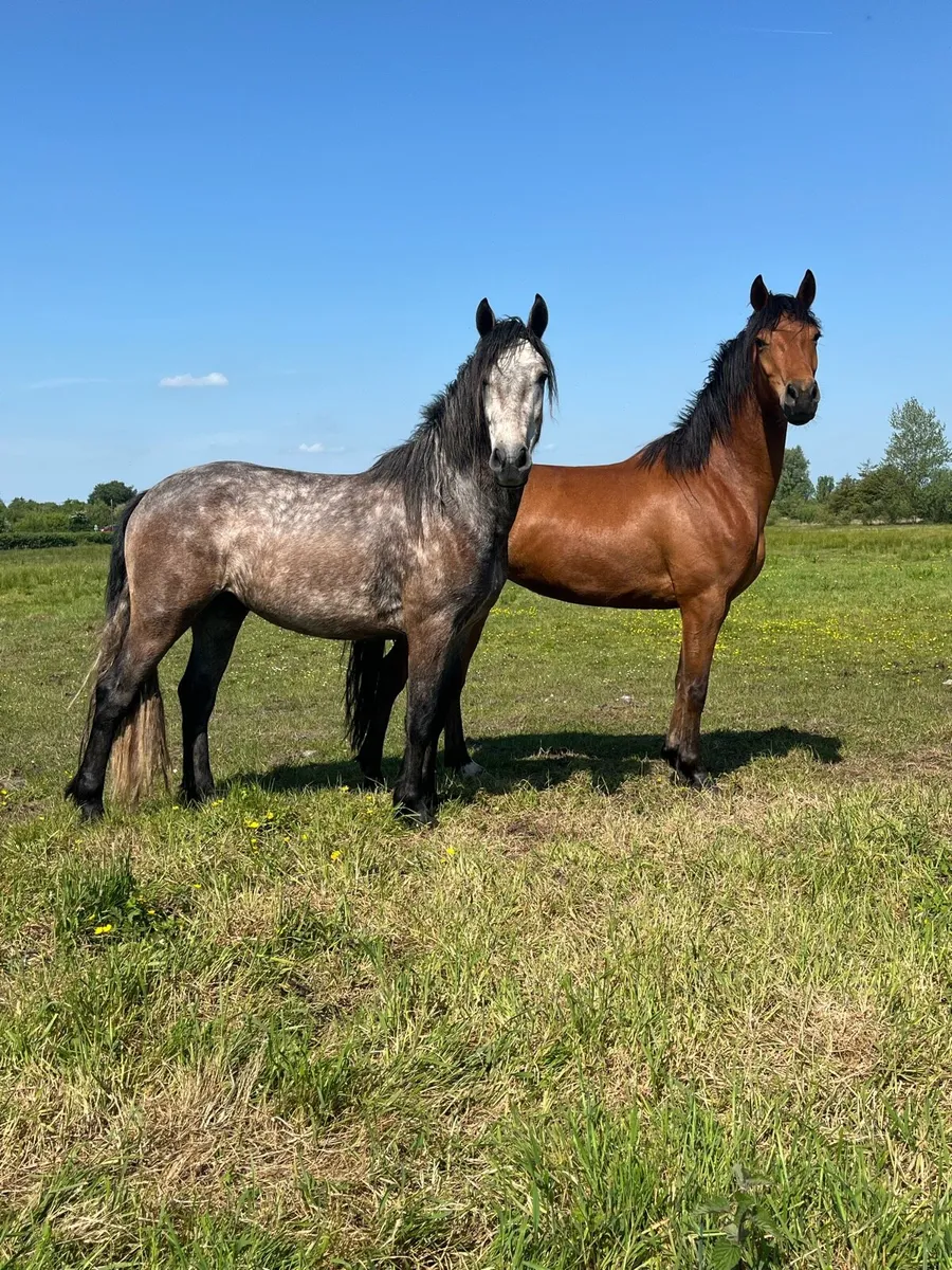 Connemara Gelding - 3 Year Old - Image 1