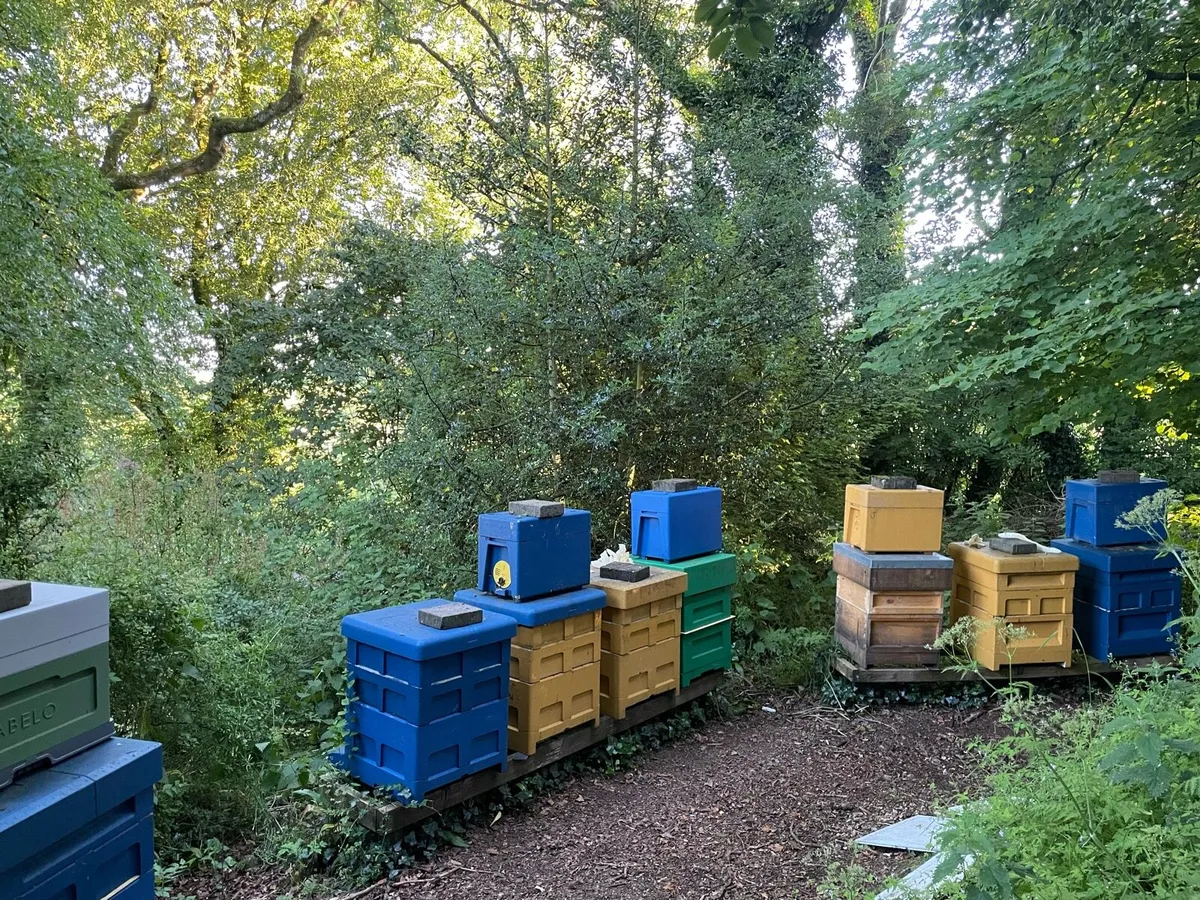 Bees for sale - Image 1