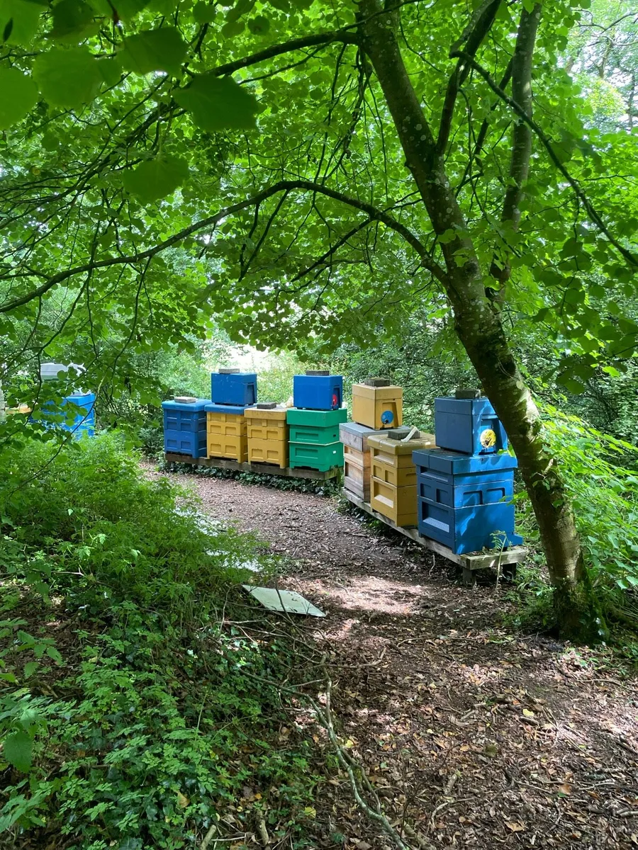Bees for sale - Image 2