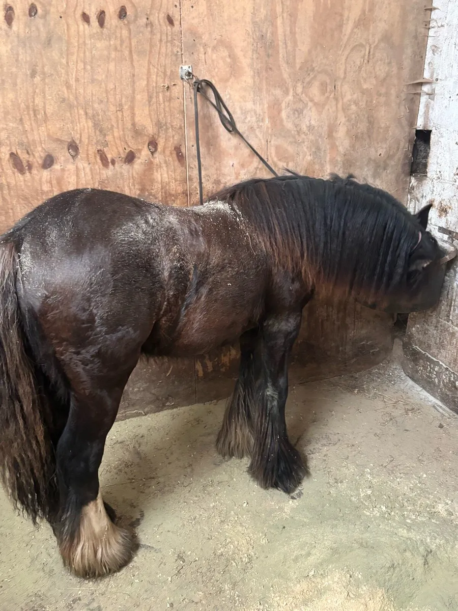 Gypsy cob filly - Image 2