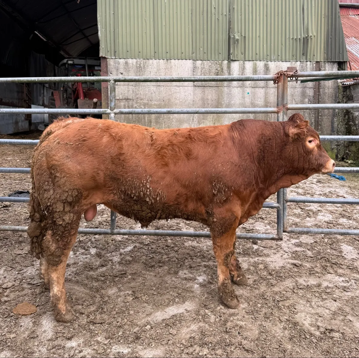 Limousin Bull For Sale