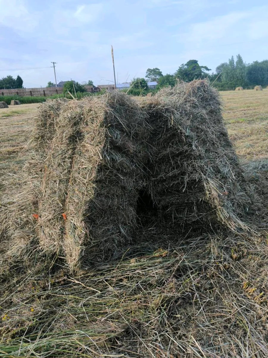 June Hay for sale - Image 2