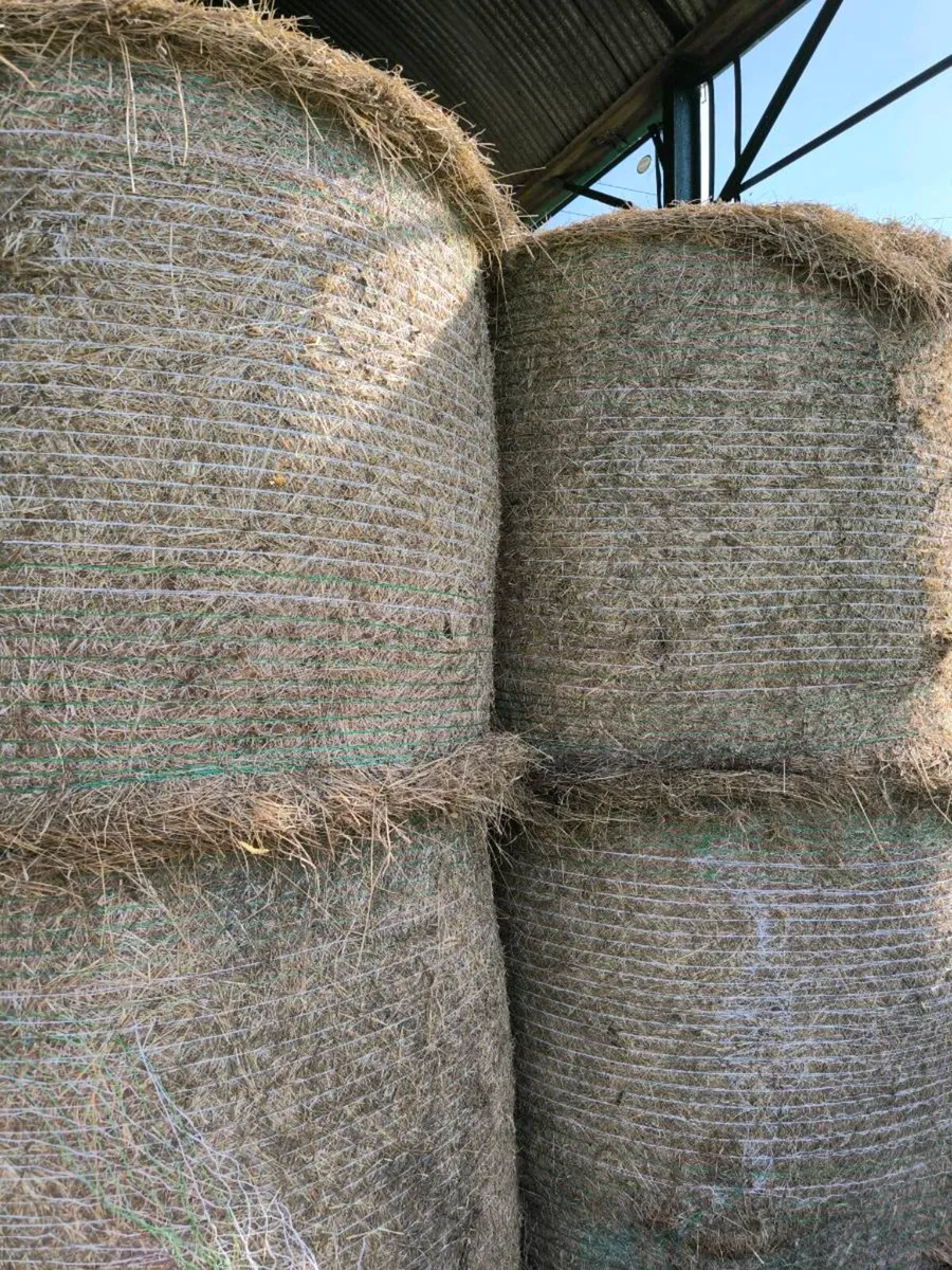 June Hay for sale - Image 4