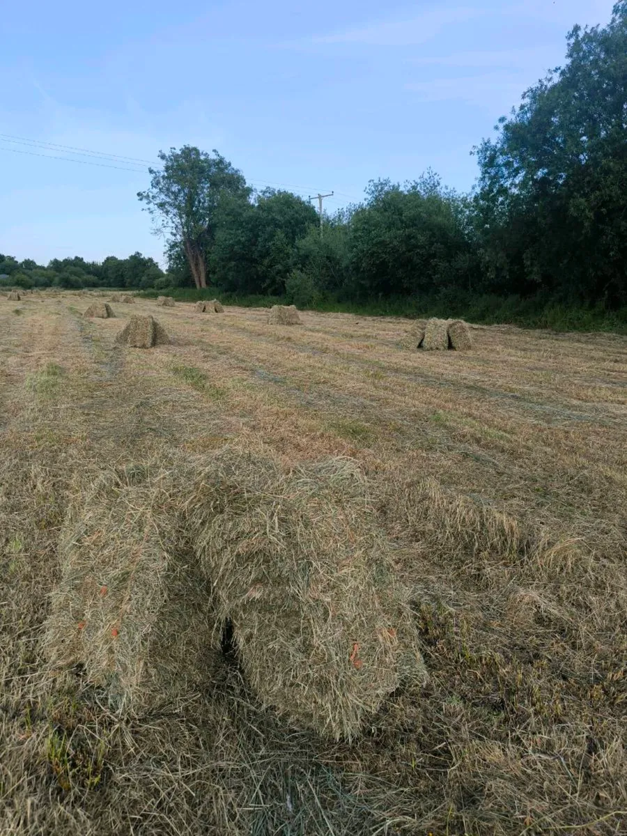 June Hay for sale - Image 3