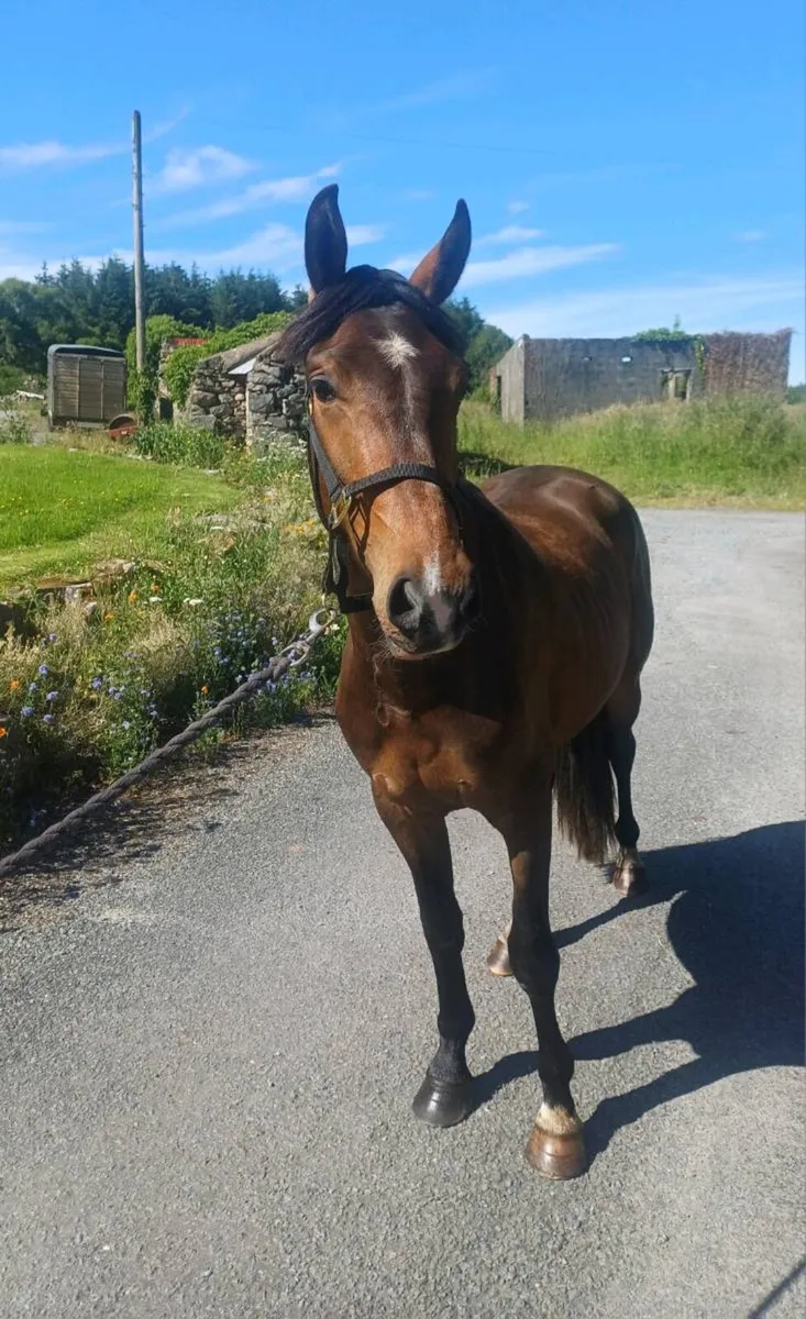 3 year old - Creevagh Ferro Gelding - Image 3