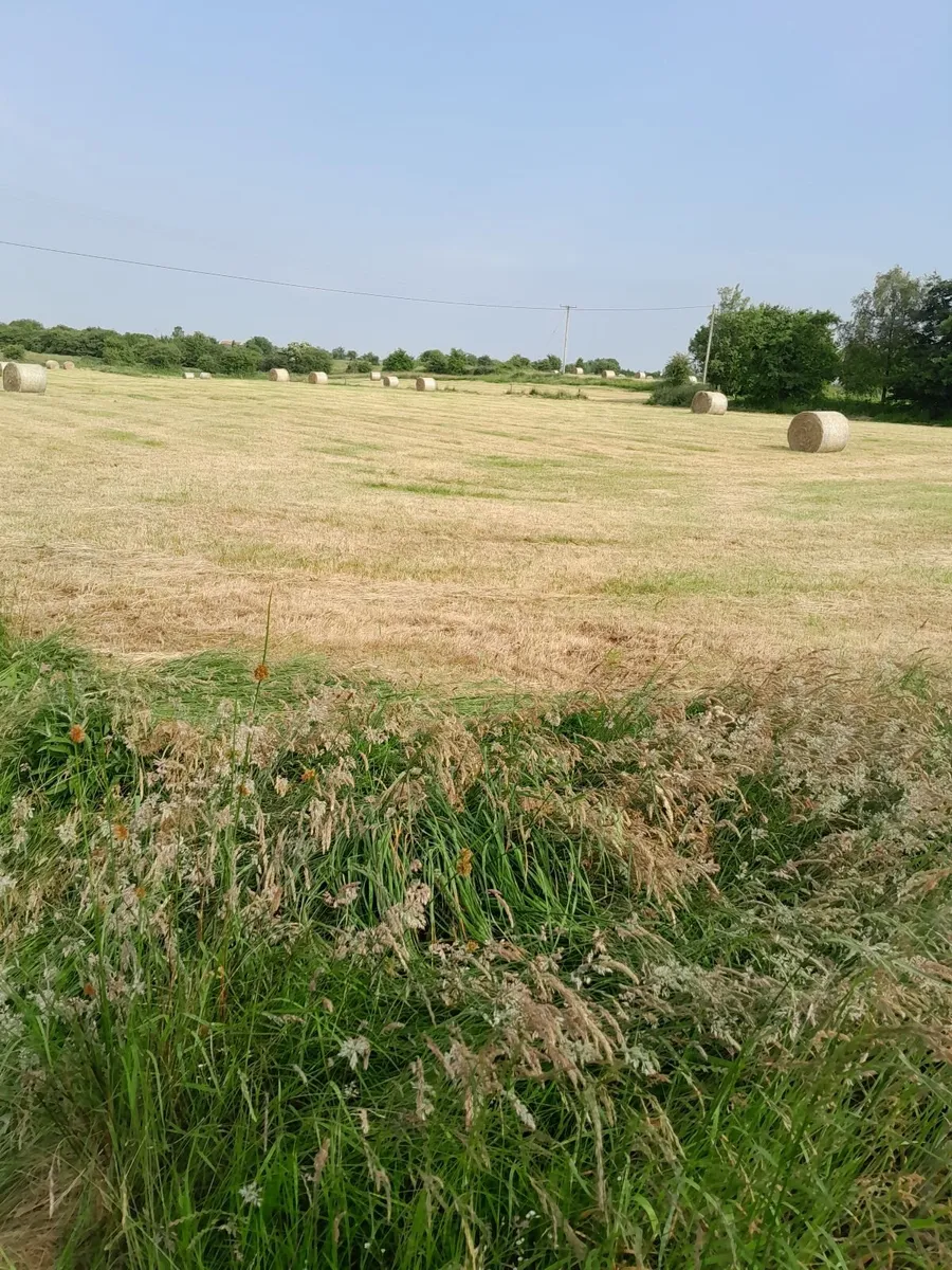 Bales of hay - Image 1