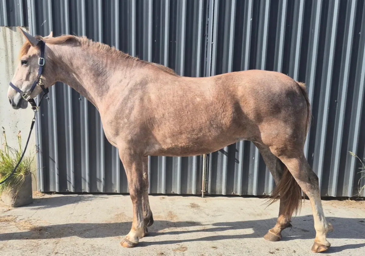 2YO RID Filly - Image 1