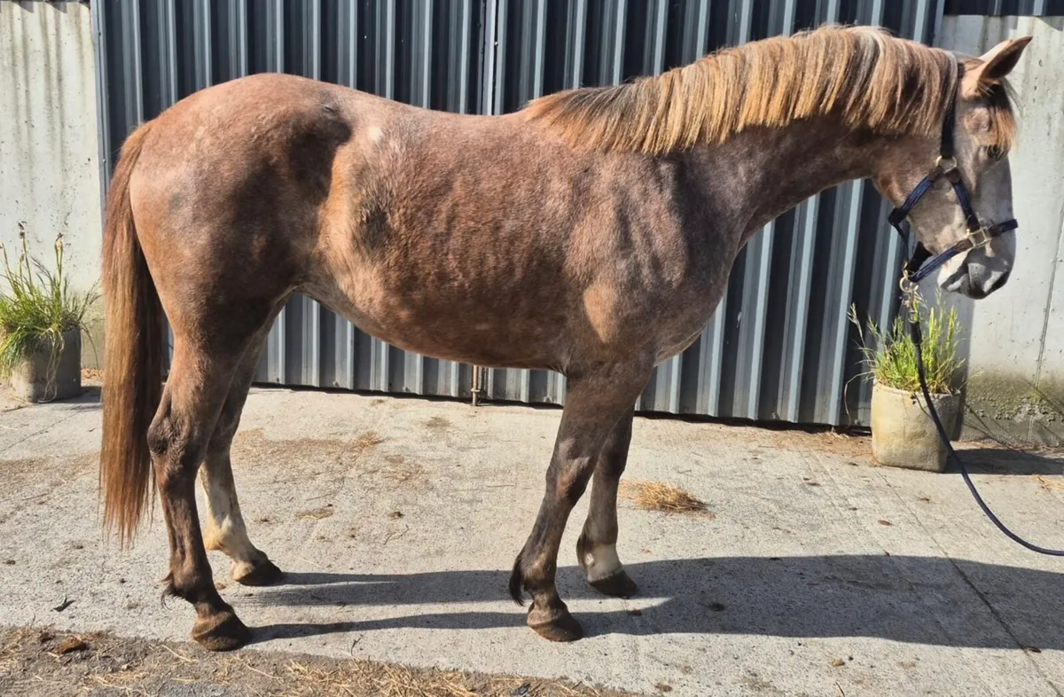 2YO RID Filly - Image 4