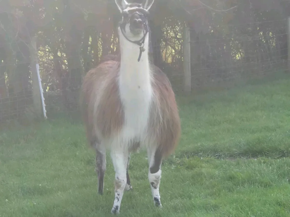 Llama - Image 3