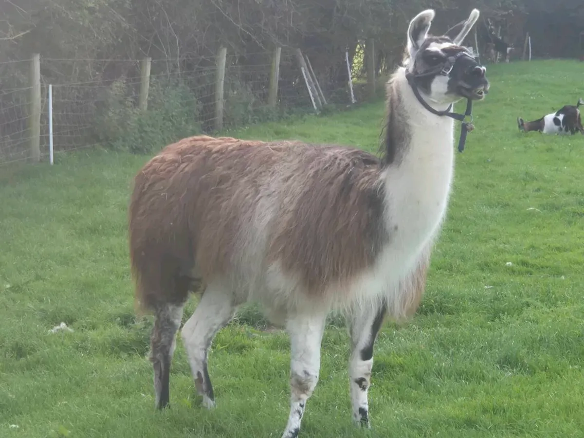 Llama - Image 1