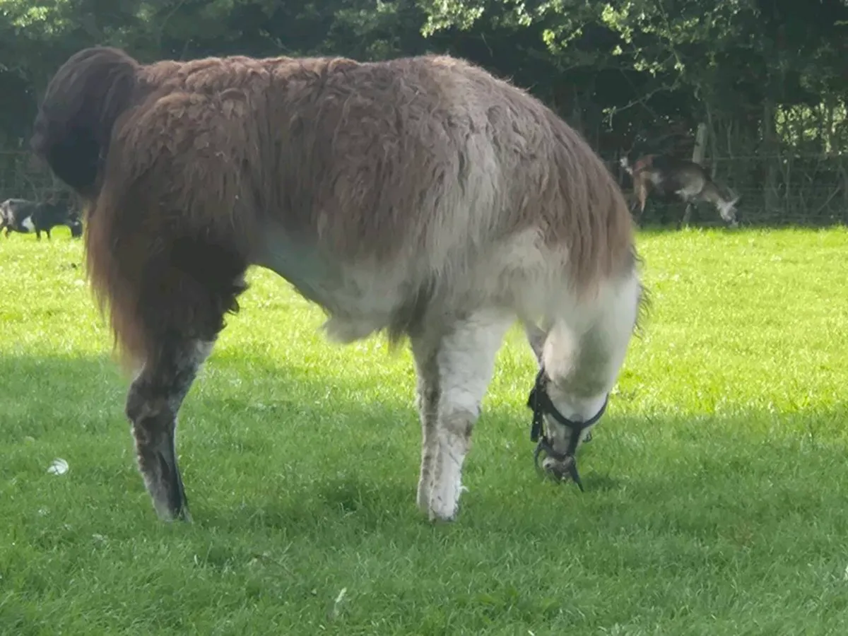 Llama - Image 2