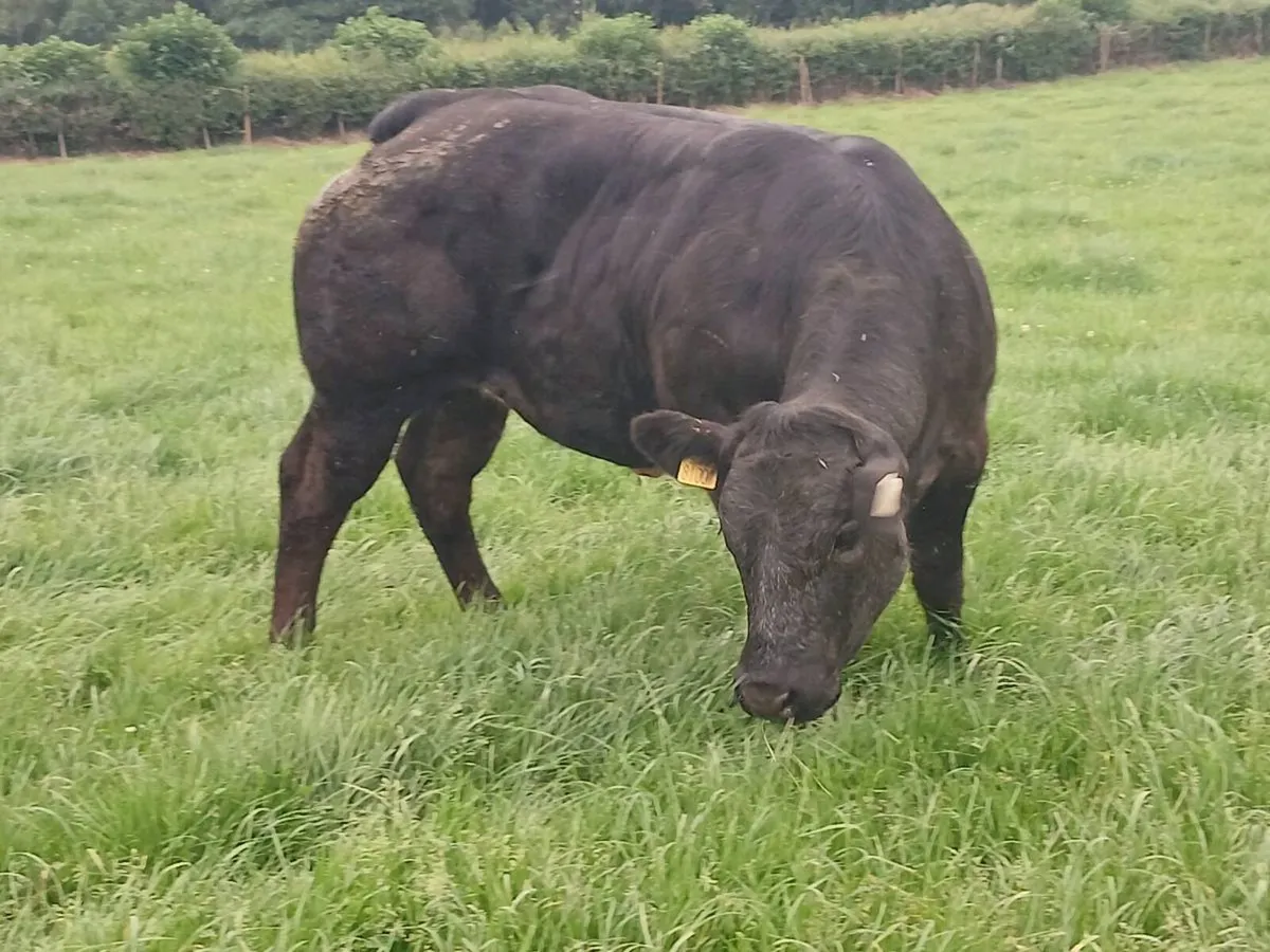 1 Smashing U+ LMX Heifer for sale - Image 1