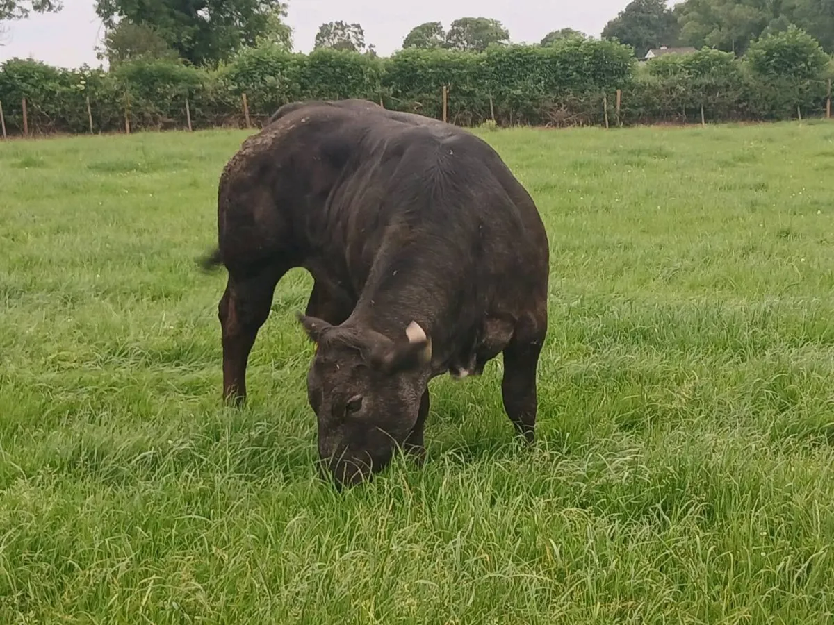 1 Smashing U+ LMX Heifer for sale - Image 3