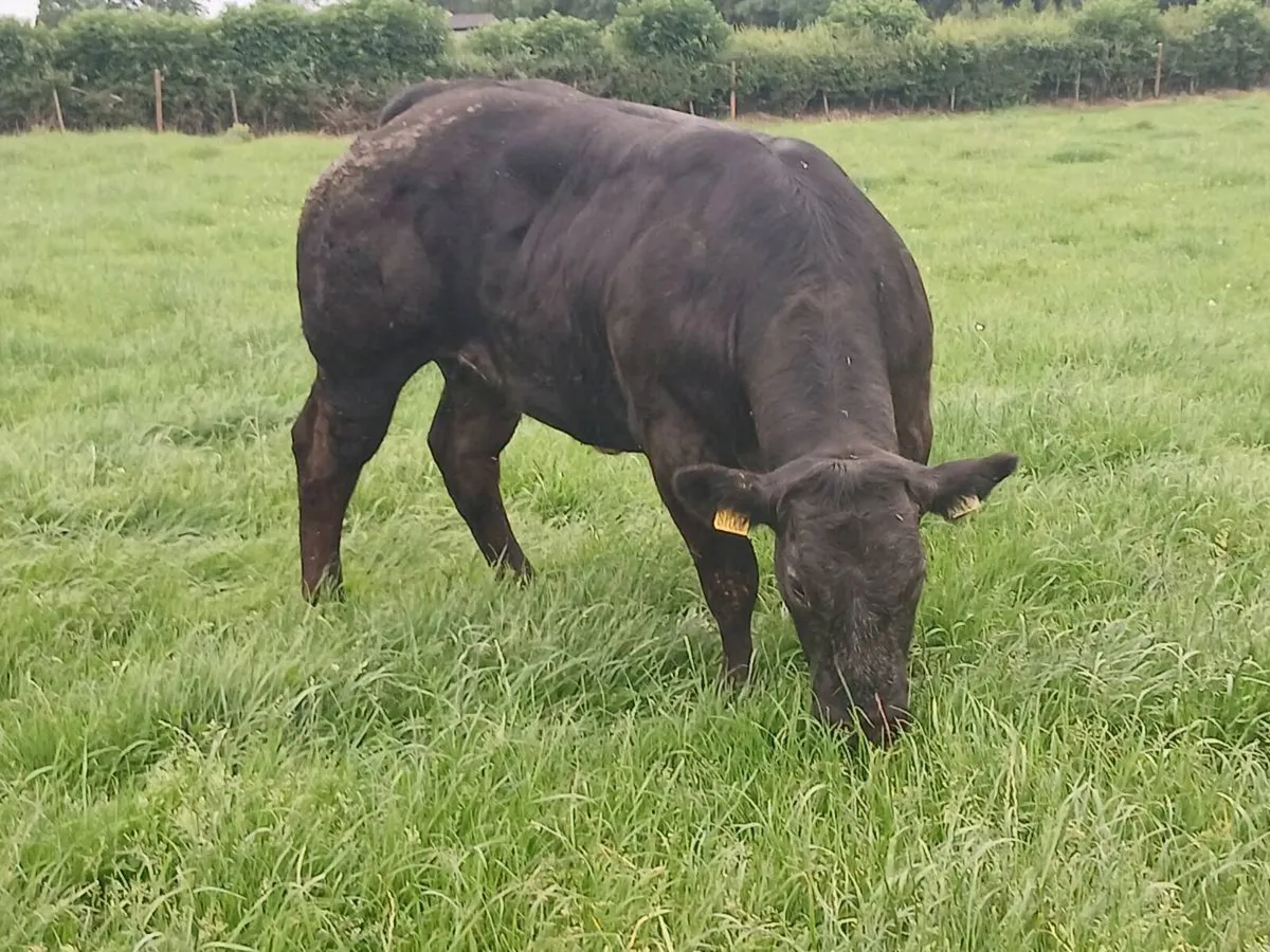 1 Smashing U+ LMX Heifer for sale - Image 2