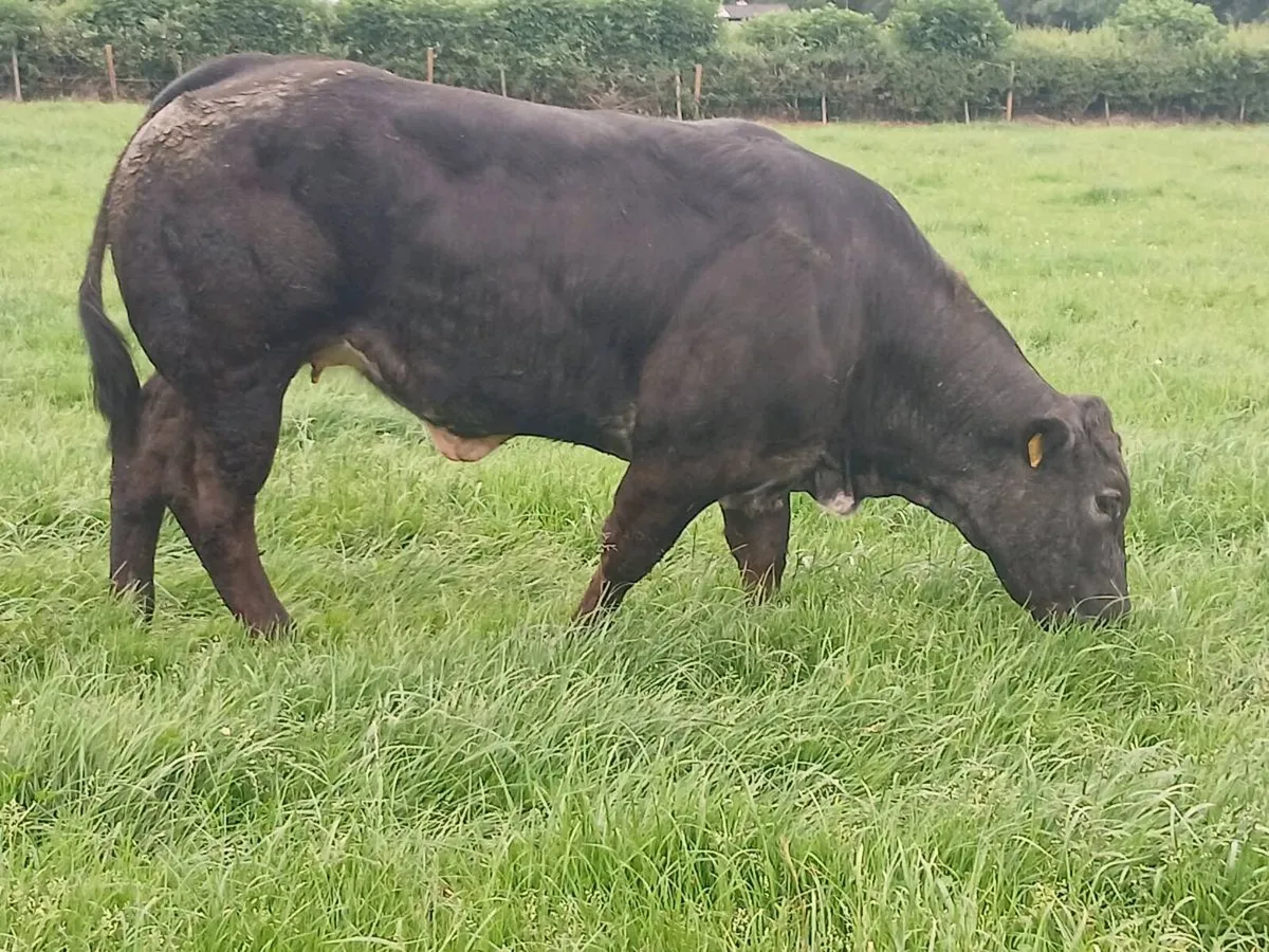 1 Smashing U+ LMX Heifer for sale - Image 4