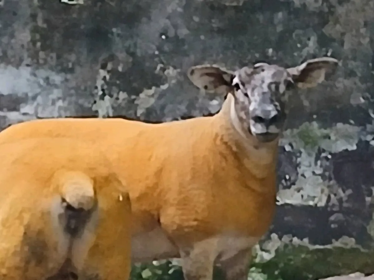 Suftex Female Hoggets - Image 1