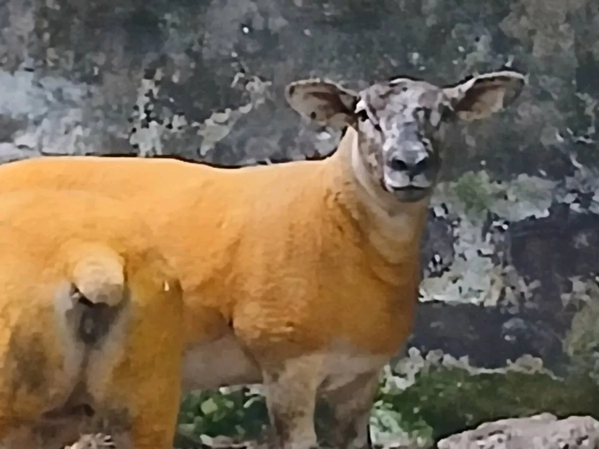 Suftex Female Hoggets - Image 2