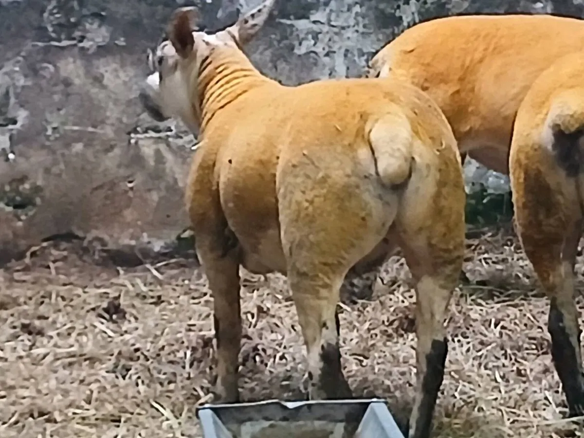 Suftex Female Hoggets - Image 3