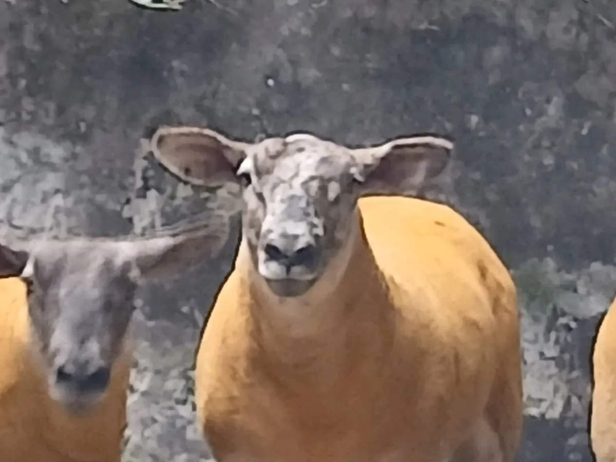 Suftex Female Hoggets - Image 4
